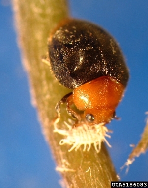 Cryptolaemus montrouzieri adult feeding on citrus mealybug.